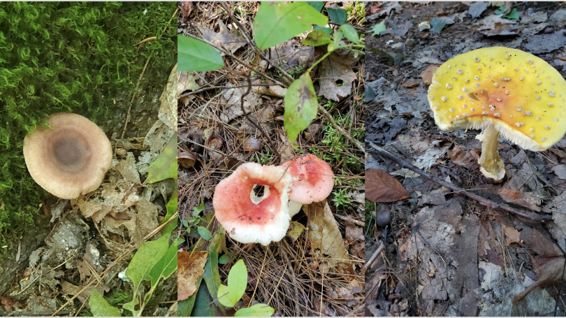 Russ Mushroom Expedition